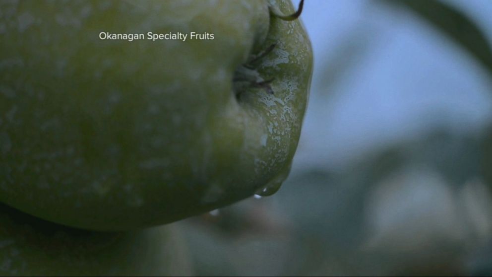 Genetically Modified Apple Doesn T Brown Video Abc News