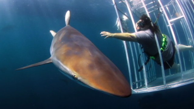 Discovery Channel Kicks Off Shark Week Video Abc News