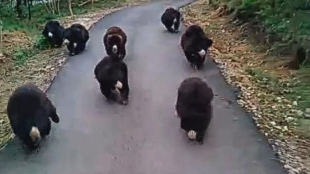 Video Captures 9 Hungry Bears Chasing Food Truck Good Morning America