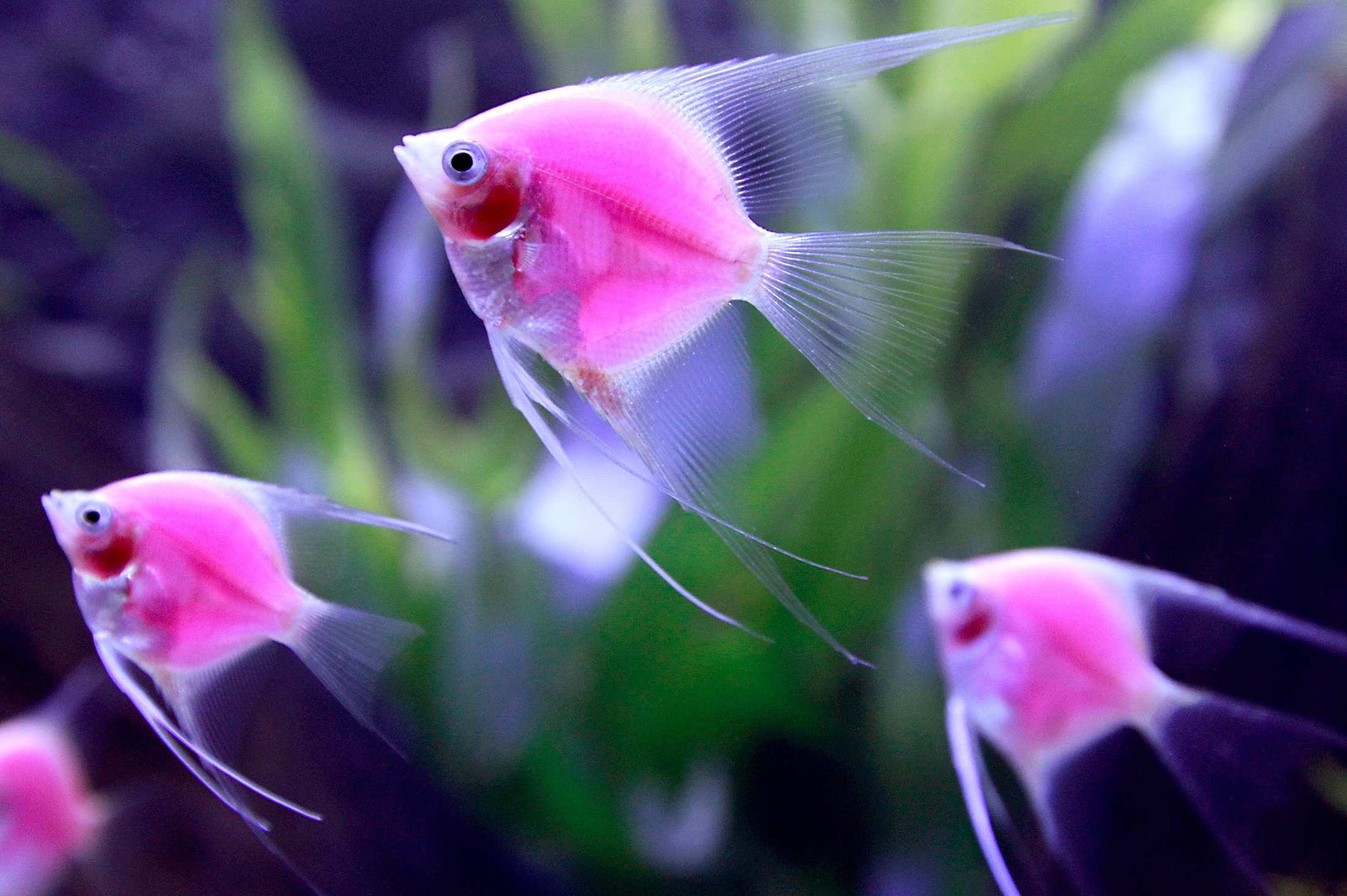 розовая рыба фото