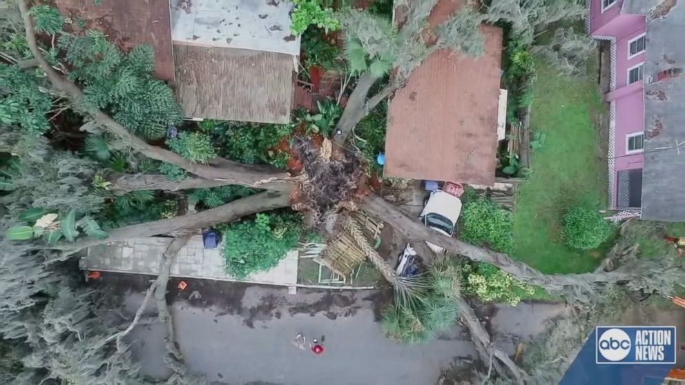 WATCH: Massive tree with 5 trunks falls on Florida home