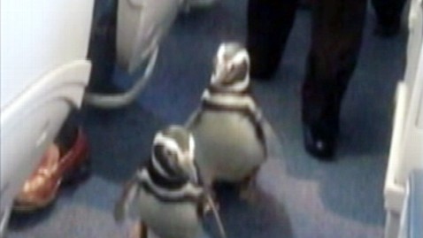 abc penguins pete penny plane ll 120309 wblog Penguins on a Plane Flying First Class