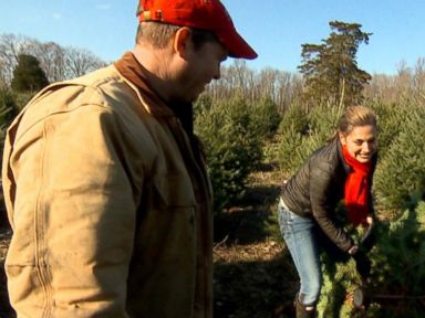 The Secrets to Finding the Perfect Christmas Tree