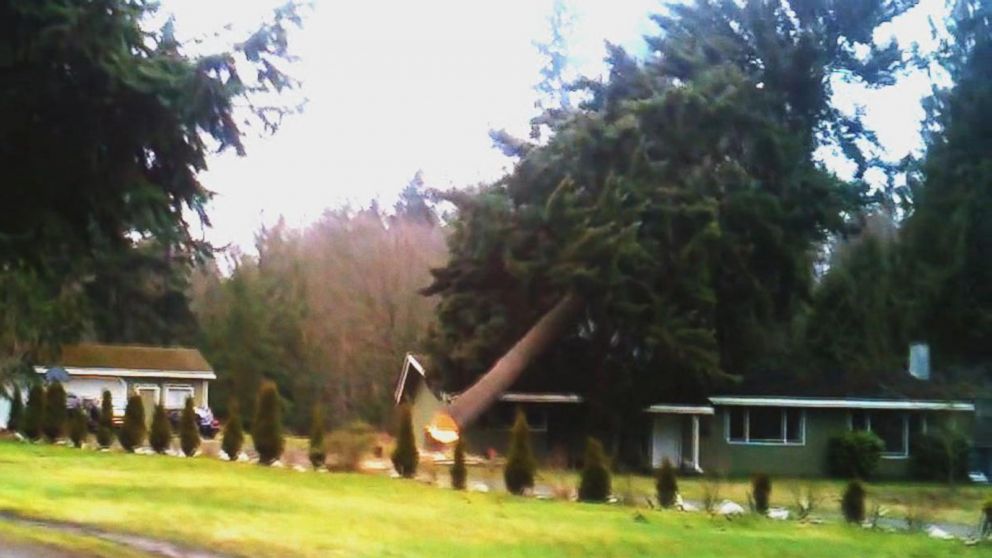  Tree Cutting Fails When Trees Are Cut the Wrong Way Video 