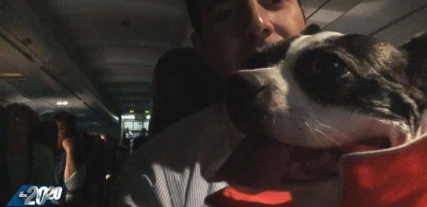 traveling with dog southwest