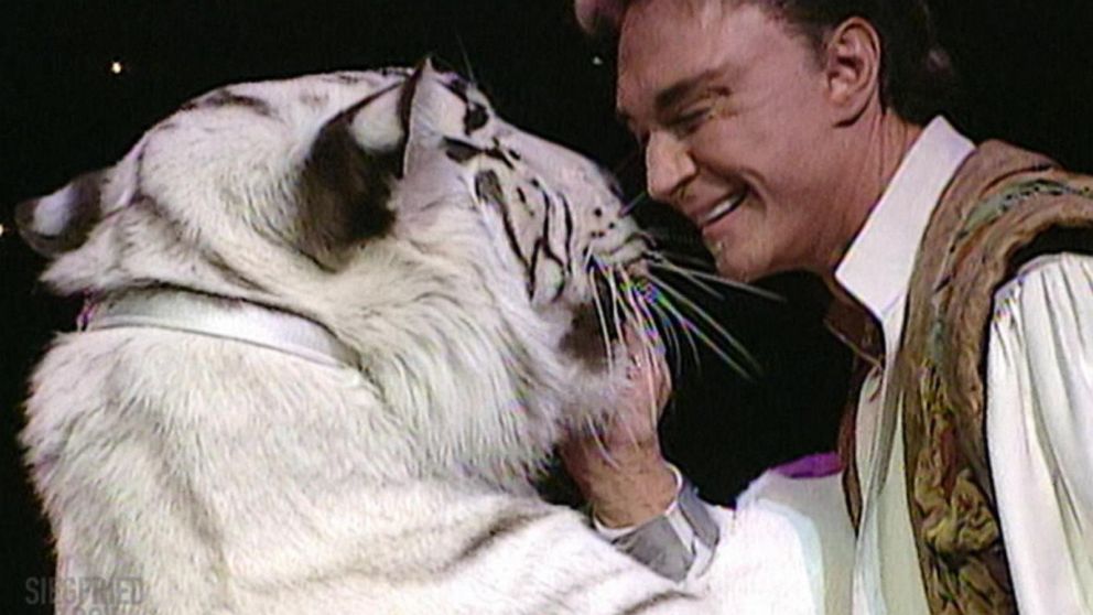 Siegfried and Roy' tiger grabs Roy Horn by the neck as staff try ...