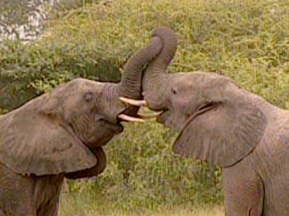 Elephants