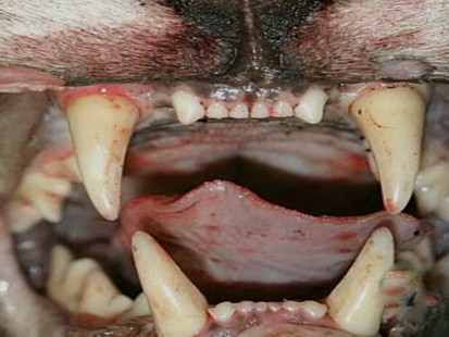 animal