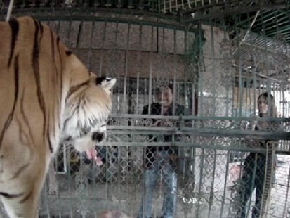 VIDEO: ABC producer talks about close encounters with big cats on "Tarzan" shoot.