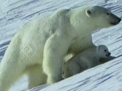 Why Eating Kangaroo Can Save Polar Bears