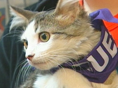 VIDEO: Pets displaced after Hurricane Katrina