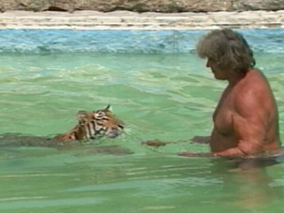 VIDEO: Swimming With a Tiger