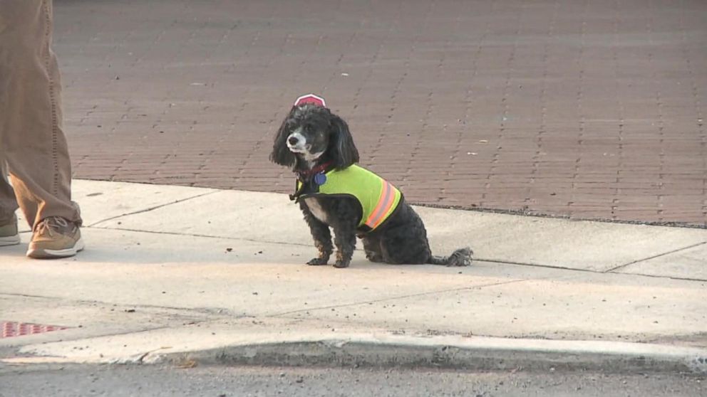PHOTO: Patches the dog wears a vest and carries a stop sign, helping his owner, Brad Curtis, with crossing guard duties for the Jersey Shore Area School District in Jersey Shore, Pennsylvania. 
