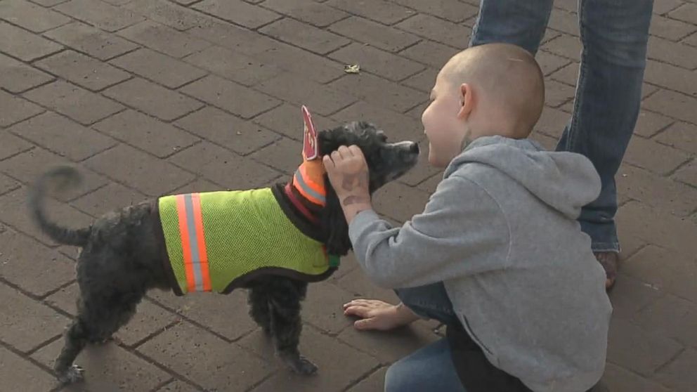 PHOTO: Patches the dog wears a vest and carries a stop sign, helping his owner, Brad Curtis, with crossing guard duties for the Jersey Shore Area School District in Jersey Shore, Pennsylvania. 