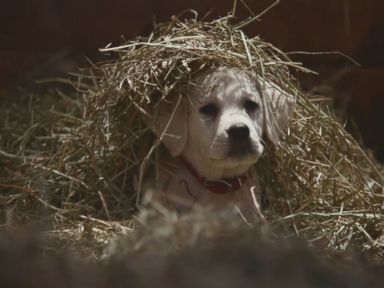 VIDEO: Watch the full commercial about a puppy reuniting with his Clydesdale best friend in Budweiser's spot for Super Bowl XLIX.