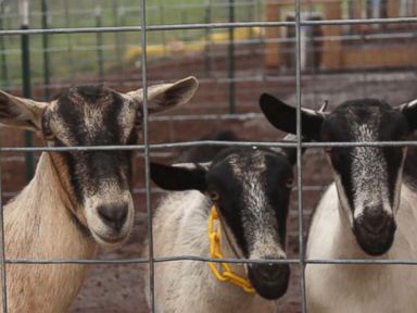 VIDEO: Family's thriving business 'Goat Milk Stuff' makes soap, lip balms, lotions and more.