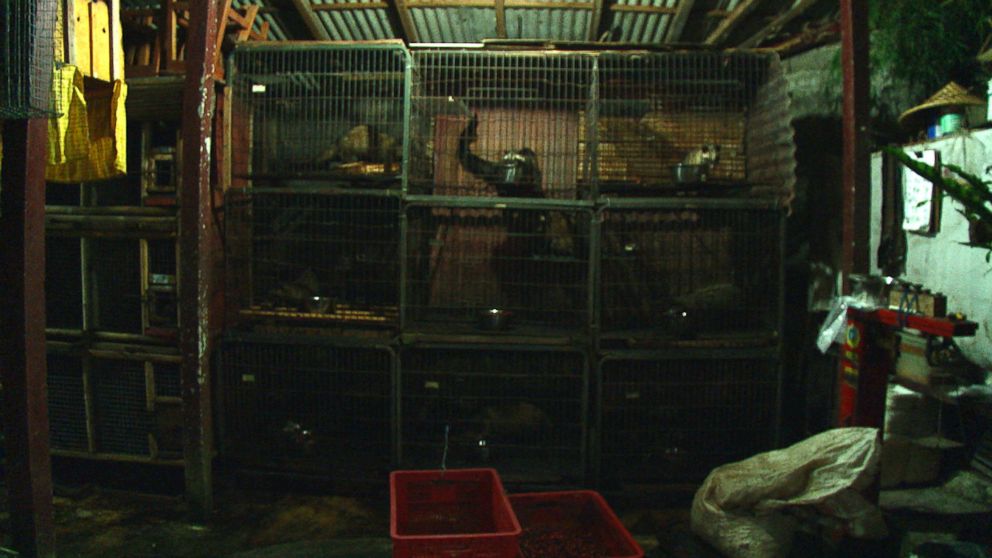 PHOTO: Indonesian civet cats kept in captivity at this civet farm ABC News visited in Bali.