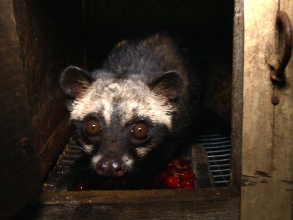 Civet Cat Poop Coffee, the World's Most Expensive, Brews Up Animal Rights  Controversy - ABC News