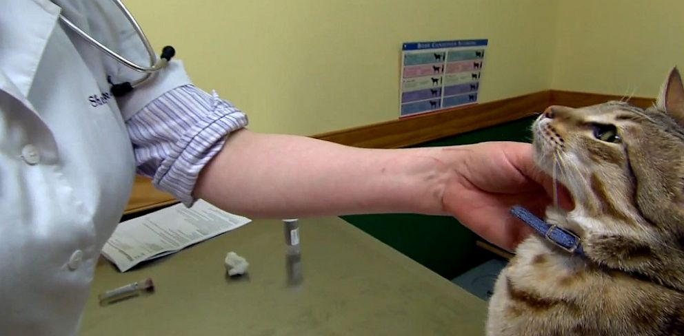 World's First Hypoallergenic Cat: Scientific Breakthrough or Hype ...