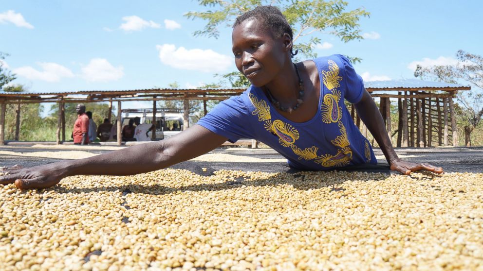 In this Oct. 2015 image, a worker spreads coffee beans. South Sudan has a long history of cultivating coffee but the industry has largely been destroyed following conflict in the region. Nespresso and the non-profit organization TechnoServe, have been working to revive high quality coffee production in the country.
