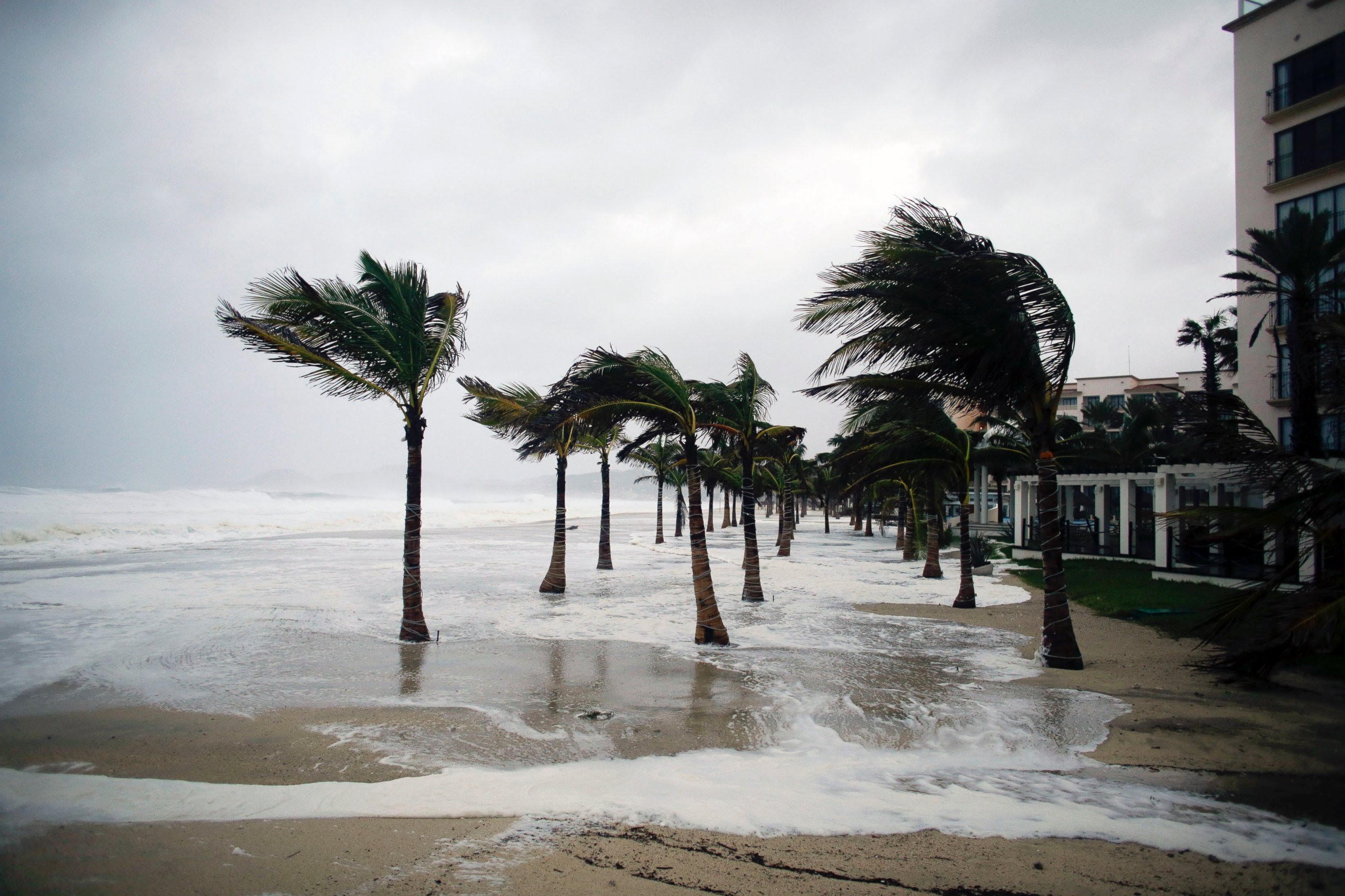 PHOTO: Winds blow palm trees on the beach in Los Cabos, Mexico, Sept. 14, 2014.