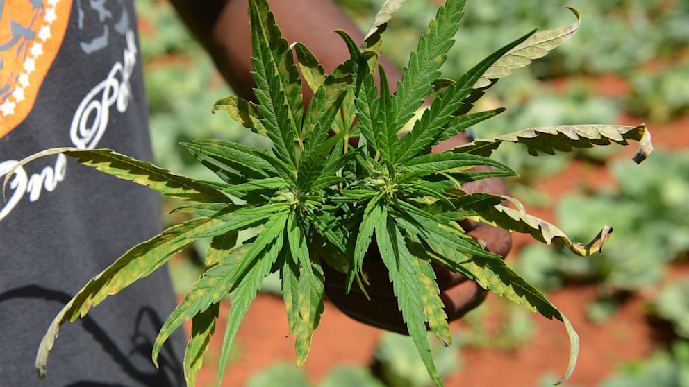 A farmer shows off the distinctive leaves of a marijuana plant, Aug. 29, 2013.