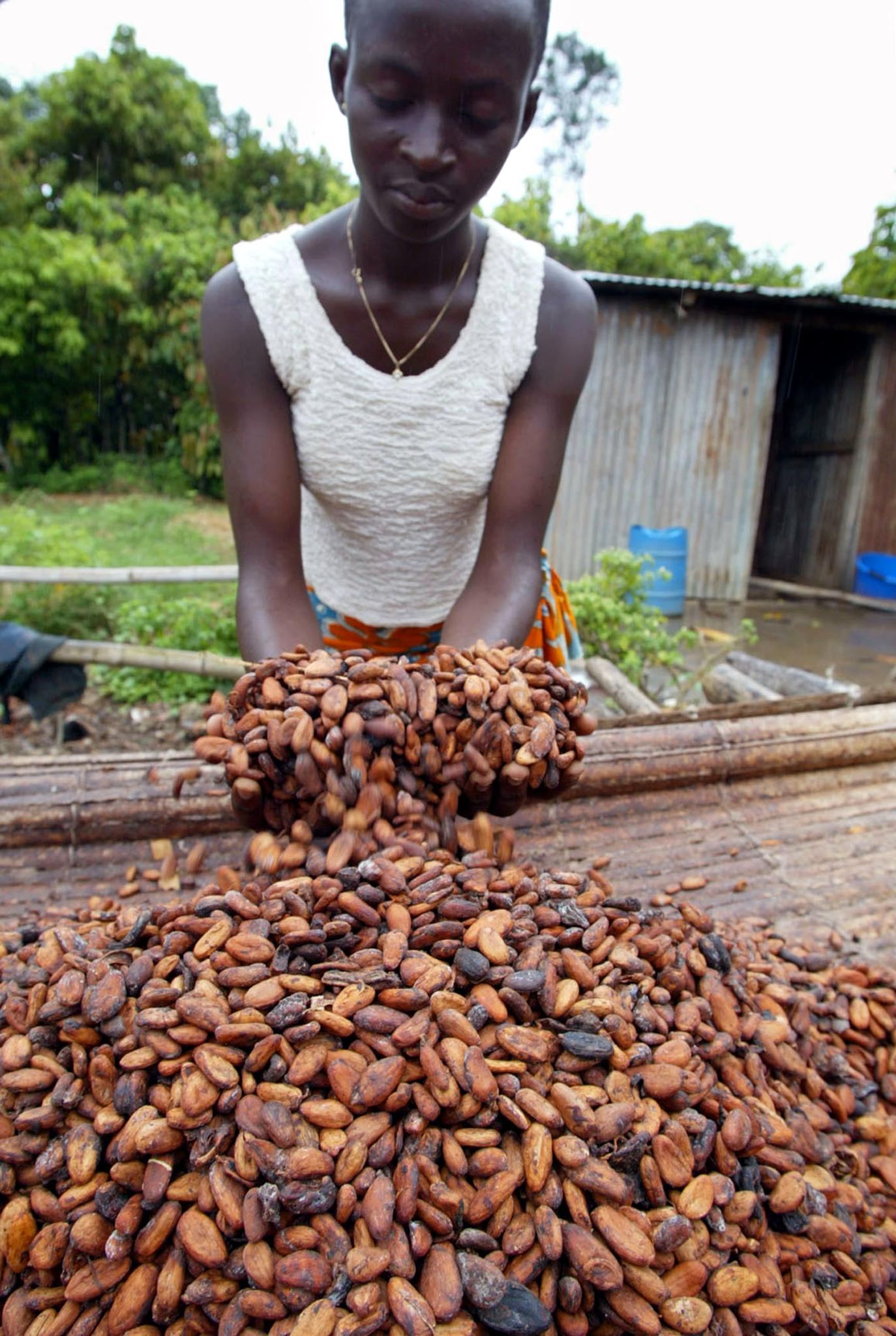 PHOTO: A woman shows cocoa beans in this June 12, 2002, file photo in a plantation of Niable.