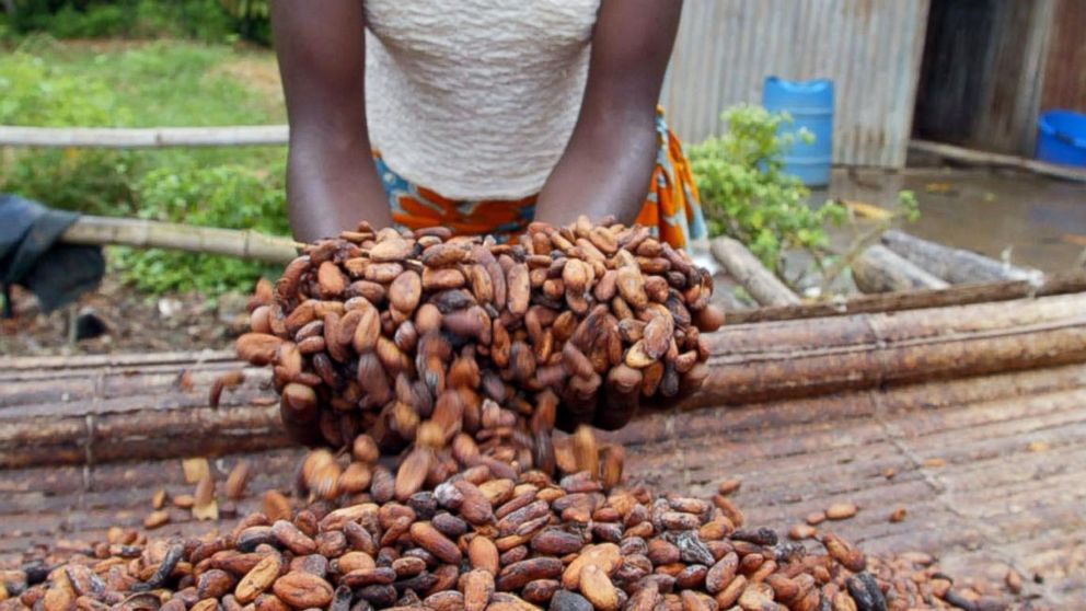 PHOTO: A woman shows cocoa beans in this June 12, 2002, file photo in a plantation of Niable. 