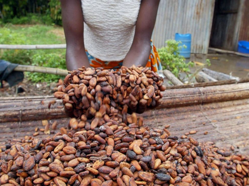 PHOTO: A woman shows cocoa beans in this June 12, 2002, file photo in a plantation of Niable.