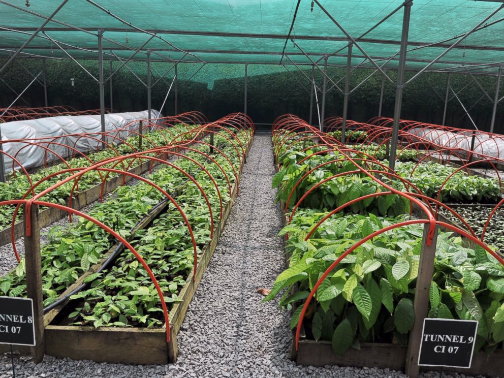 PHOTO: A picture taken on Nov. 23, 2012 shows young cocoa plants in a research centre in Abidjan, as Ivory Coasts capital city hosted world players in the cocoa business for a conference on how to face up to the challenges posed by soaring demand.