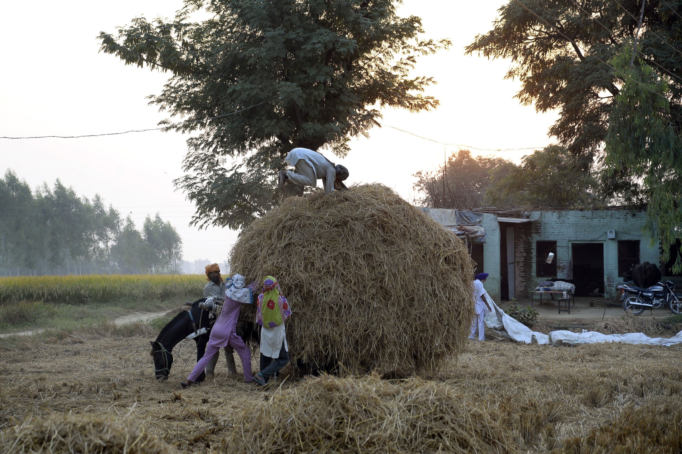 PHOTO:Indian villagers hold onto an overloaded horse cart while a worker presses the paddy stubble used as fuel and mixed into cattle feed at a village near Jalandhar on October 14, 2016.