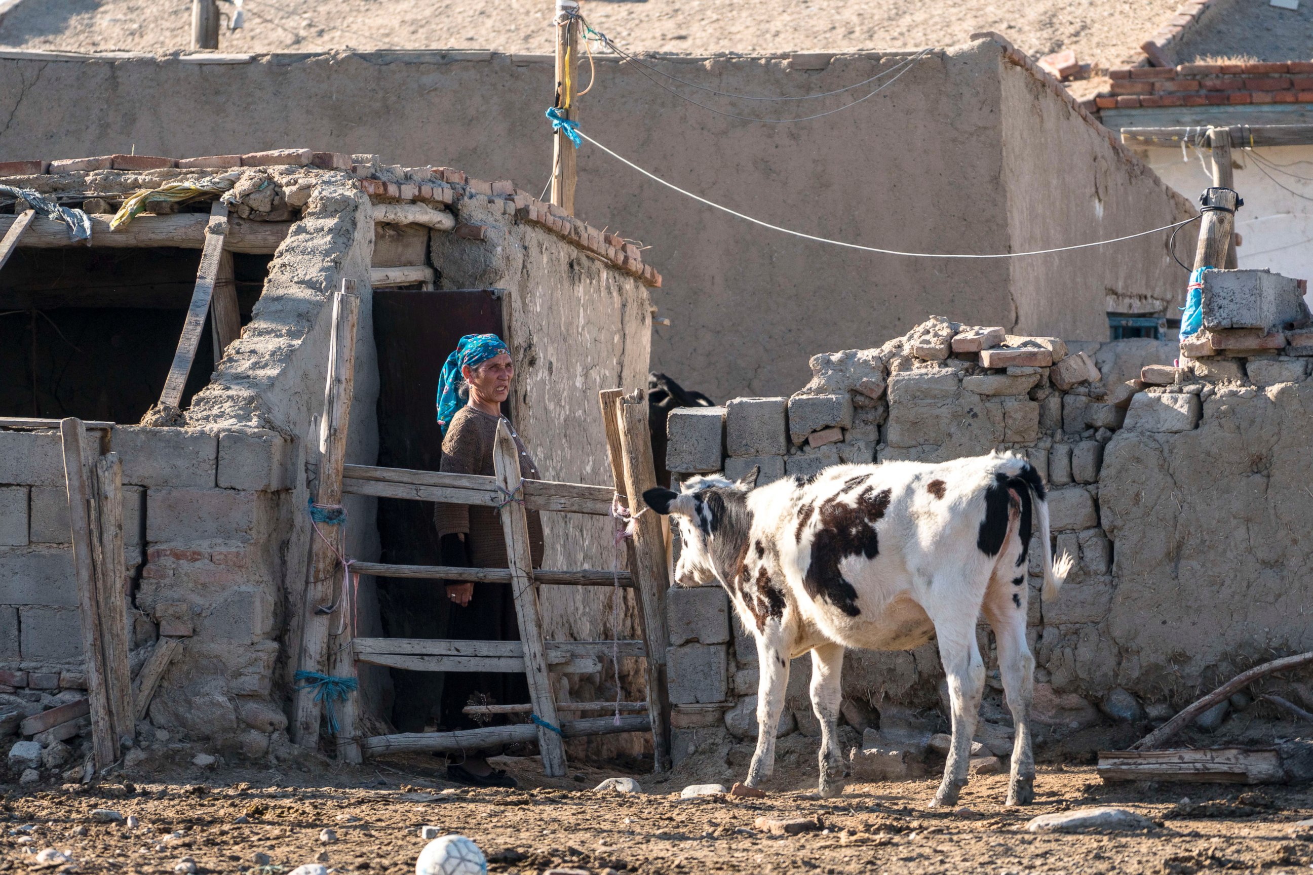PHOTO: A female farmer with her cow in the Xinjiang Uygur Autonomous region.  The difficulty in selling raw milk and low price of raw milk in China will continue in 2016 due to the relatively high farming cost and the impact of imported dairy products. 