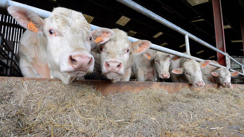 Milk prices are at a record high.