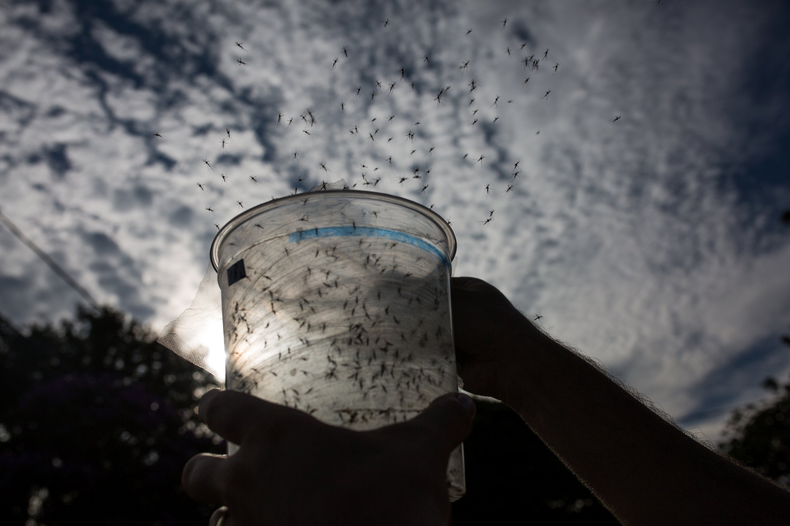 PHOTO: A Biologist releases genetically modified mosquitoes in the city of Piracicaba, Feb. 11, 2016 in Sao Paulo, Brazil.