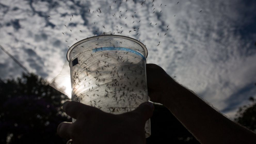 PHOTO: A Biologist releases genetically modified mosquitoes in the city of Piracicaba, Feb. 11, 2016 in Sao Paulo, Brazil.