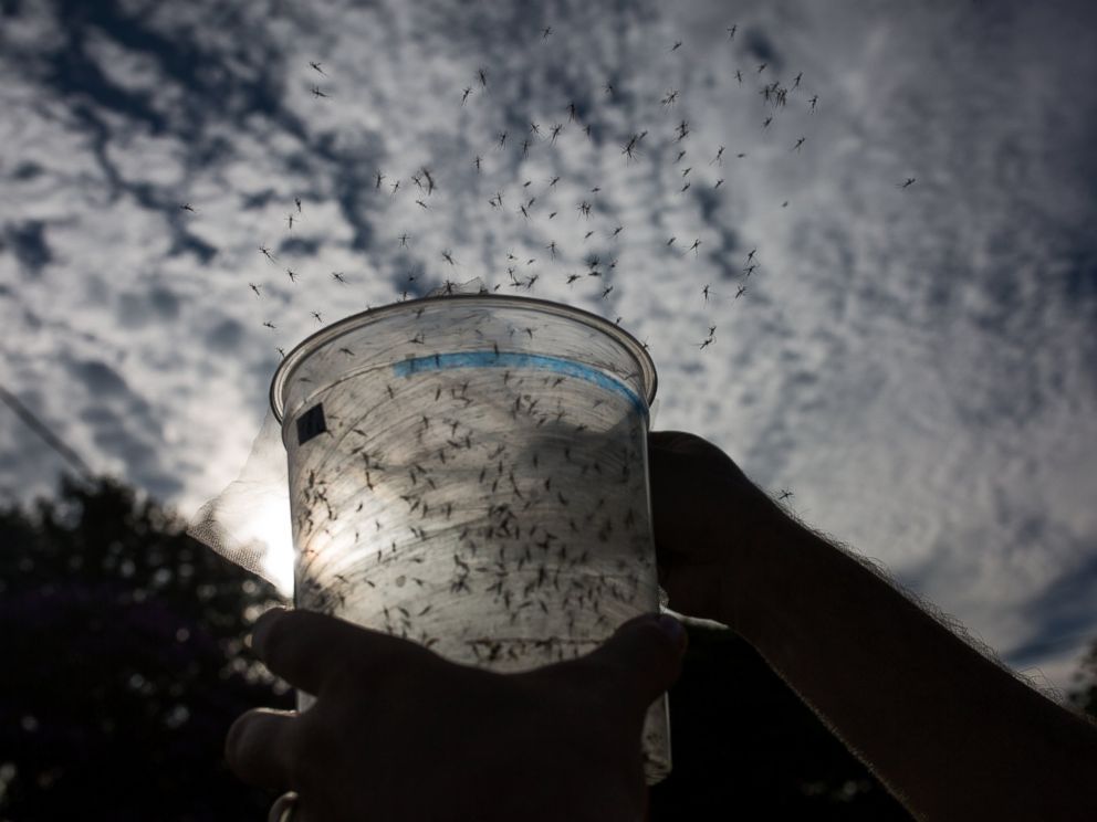 PHOTO: A Biologist releases genetically modified mosquitoes in the city of Piracicaba, Feb. 11, 2016 in Sao Paulo, Brazil.