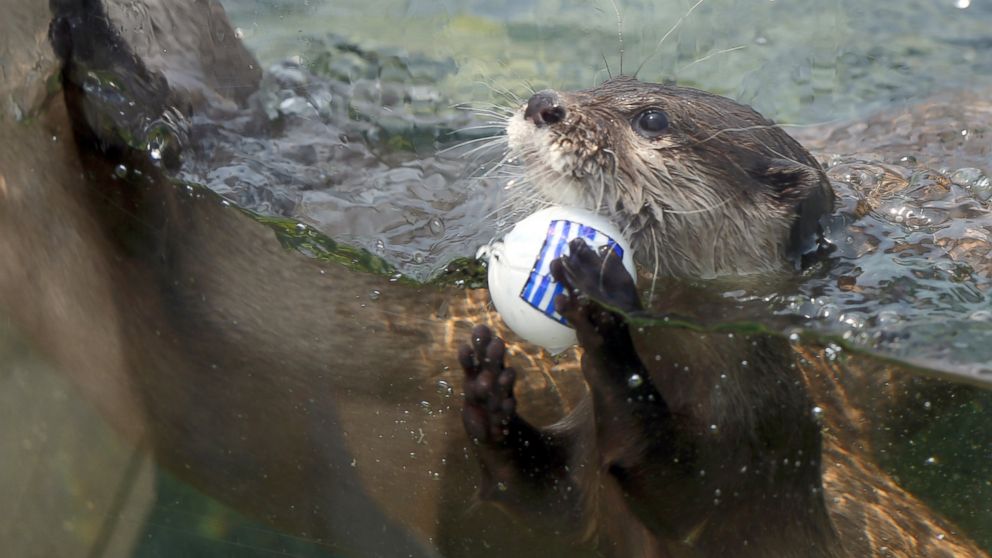 An Otter named Chippu selects the Greece flag ball as he swims at the Himeji Central Park, June 19, 2014, in Himeji, Japan. Chippu predicted Greece to win their FIFA 2014 World Cup match against Japan.