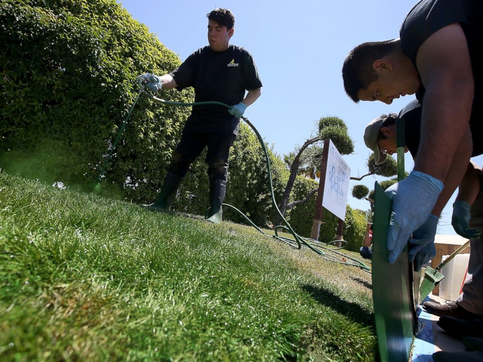 PHOTO: Green Canary worker Josue Bojorquez sprays green water-based paint on a partially dead lawn