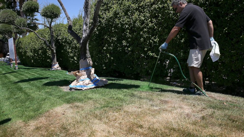 Green Canary president Shawn Sahbari sprays green water-based paint on a partially dead lawn at the Almaden Valley Athletic Club in San Jose, Calif., July 21, 2014.