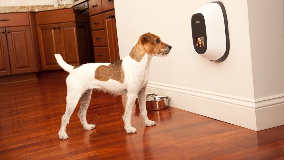 PHOTO: PetChatz allows you to chat with your pet while you are away.