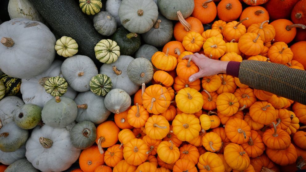 PHOTO: A Kew Gardens employee creates a display with pumpkins during a photocall at Kew Gardens, west of London, Oct. 2, 2013, to promote the venues 'IncrEdibles Food Festival.