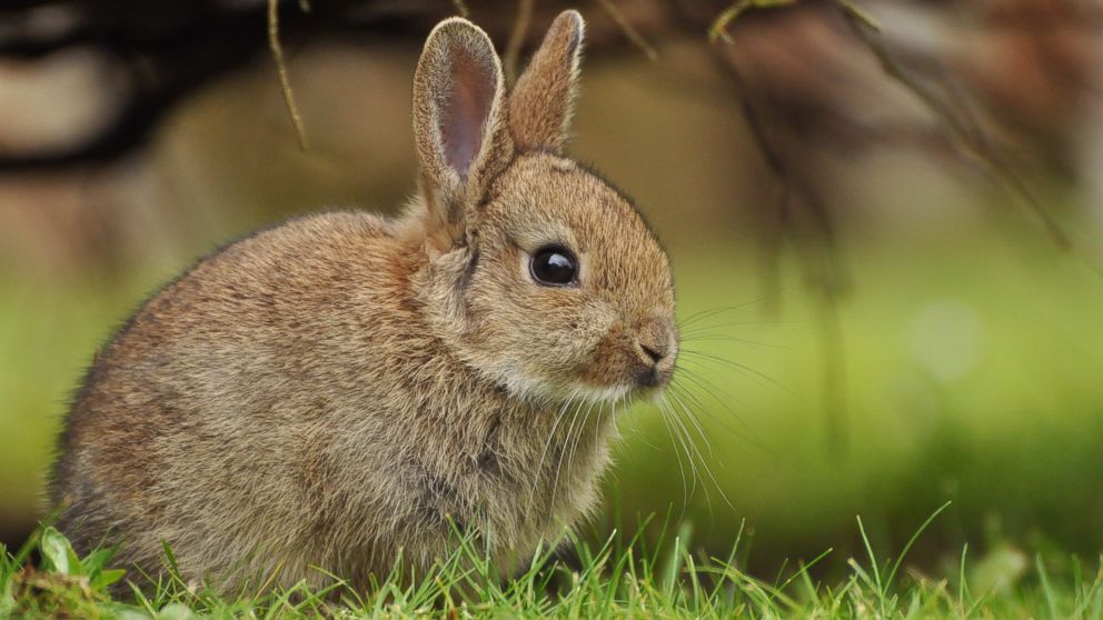 PHOTO: Rabbit--the even newer white meat--is showing up more often on restaurant menus and kitchen tables