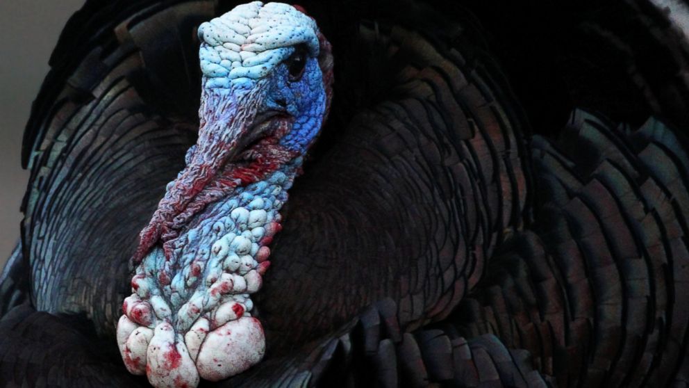 Hold the cranberries! Behaving like feathered thugs, gangs of wild turkeys are invading suburbia, menacing pets and children, damaging property, giving the bird to cops.