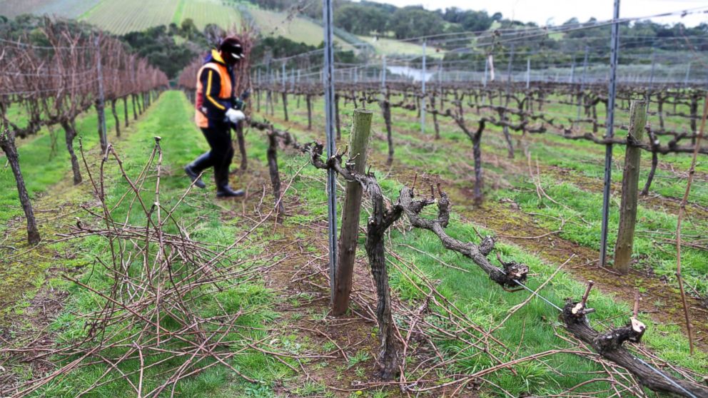 PHOTO: According to Morgan Stanely, declining wine production will not be able to meet future demand.