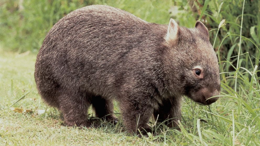 A common wombat is seen here in this undated file photo.