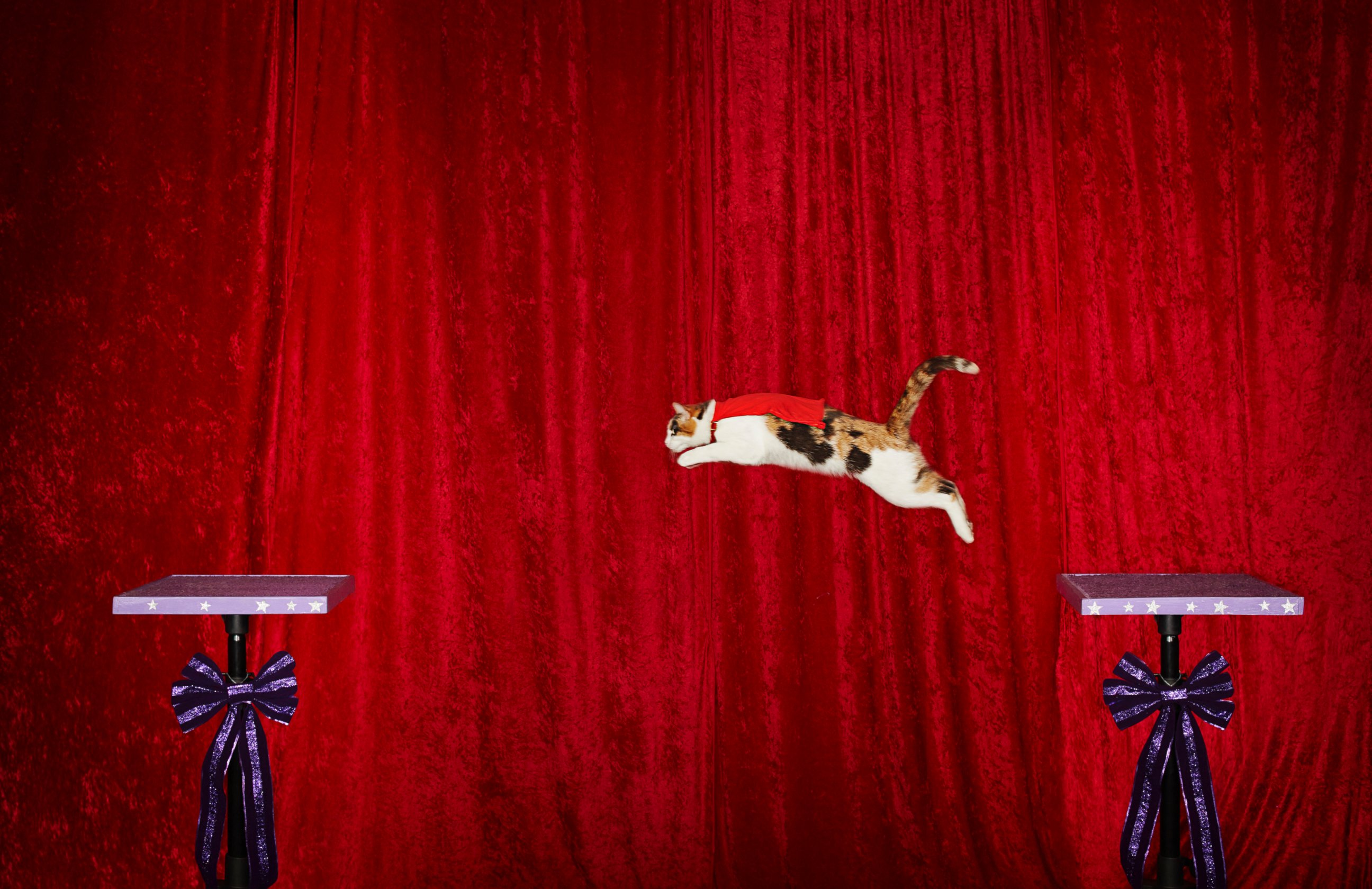 PHOTO: The longest jump by a cat is 182.88 cm (6 ft) and was achieved by Alley, owned by Samantha Martin (USA), in Austin, Texas.