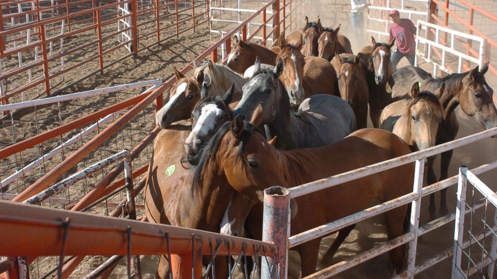 PHOTO: American horses are held in export pens