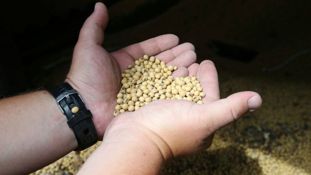 FILE - In this July 18, 2018, photo, soybean farmer Michael Petefish holds soybeans from last season's crop at his farm near Claremont in southern Minnesota. China's government says its importers are inquiring about prices for American soybeans and p