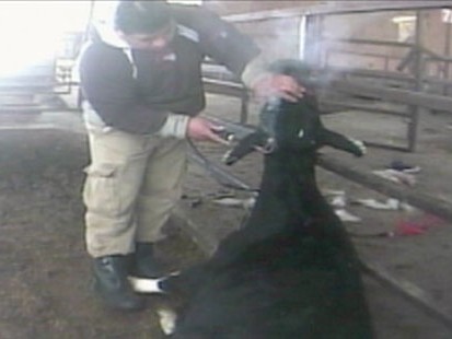 VIDEO: Undercover Video: Cow Dehorning