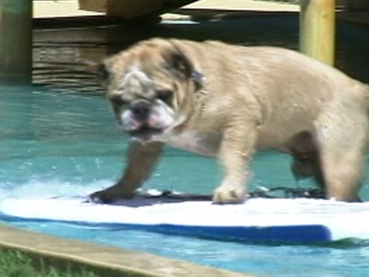 VIDEO: A California kennel caters to dogs with cabanas, pools and surfing lessons.